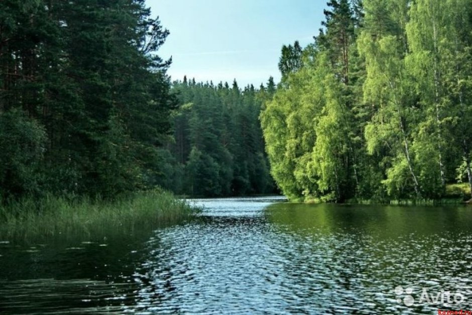 Смешанные и широколиственные леса реки и озера