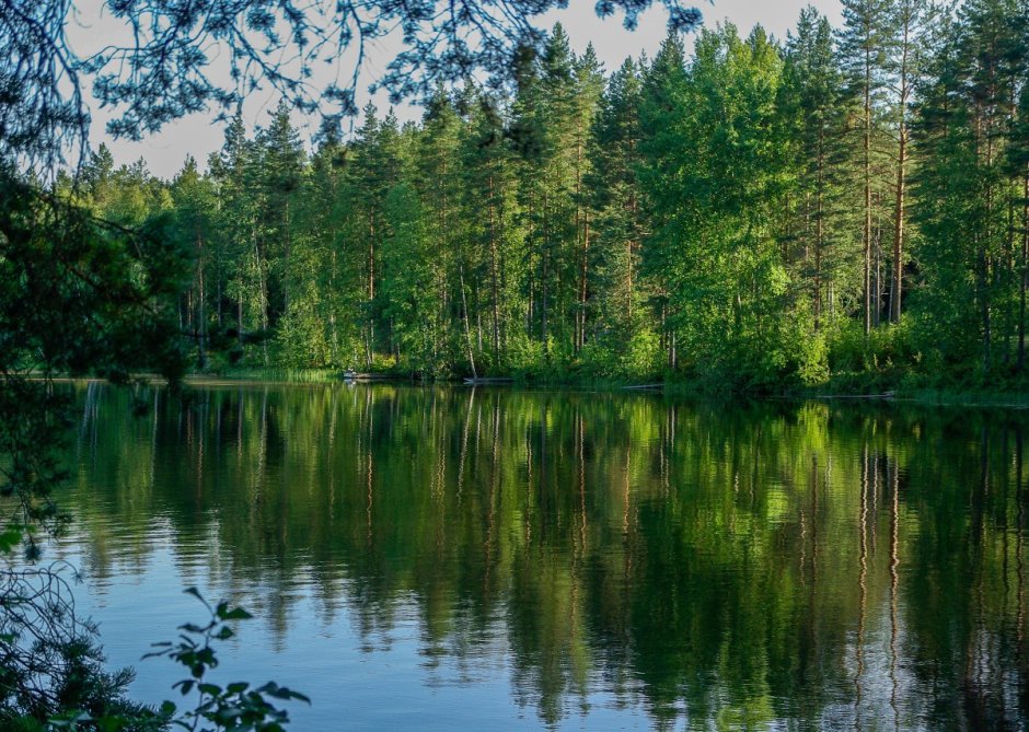 Финляндия озеро лес