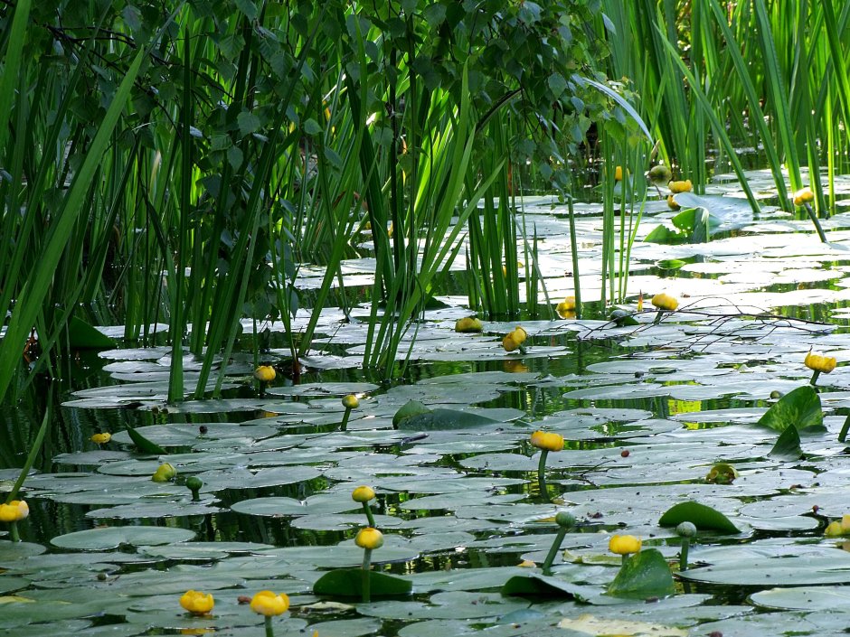 Растения водных мест обитания-гидрофиты