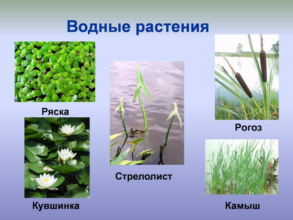 Водные растения гидрофиты