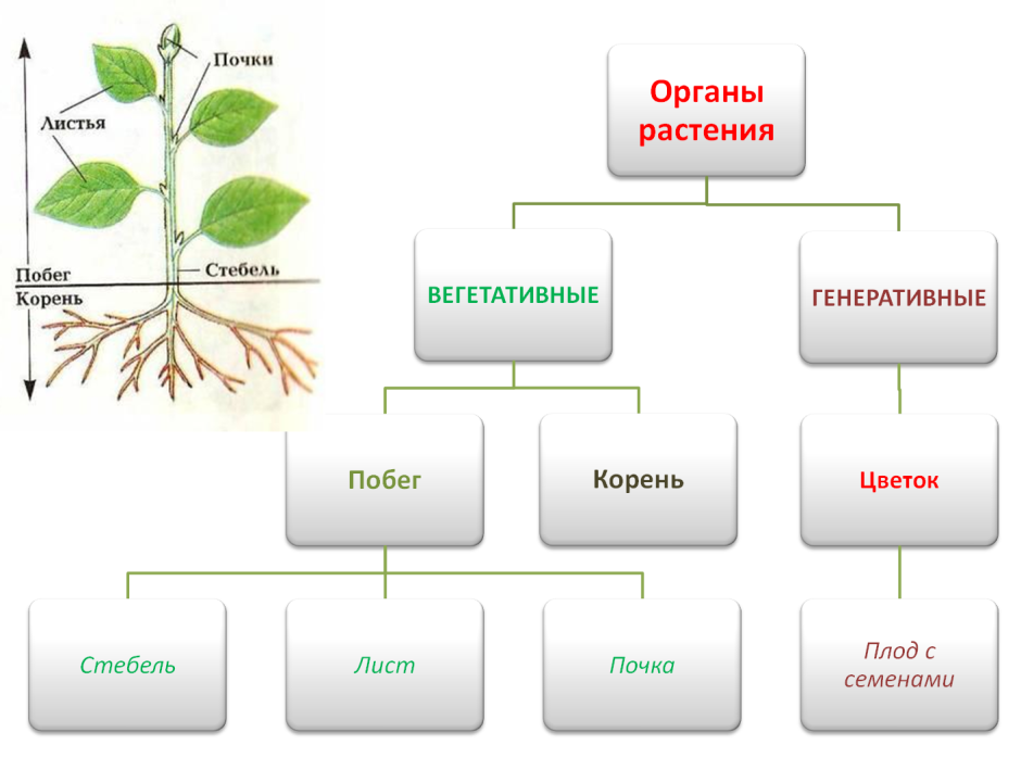 Органы покрытосеменных растений схема