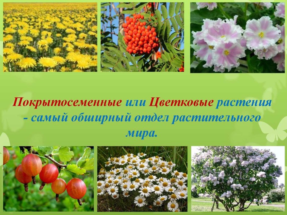 Отдел Покрытосеменные цветковые растения