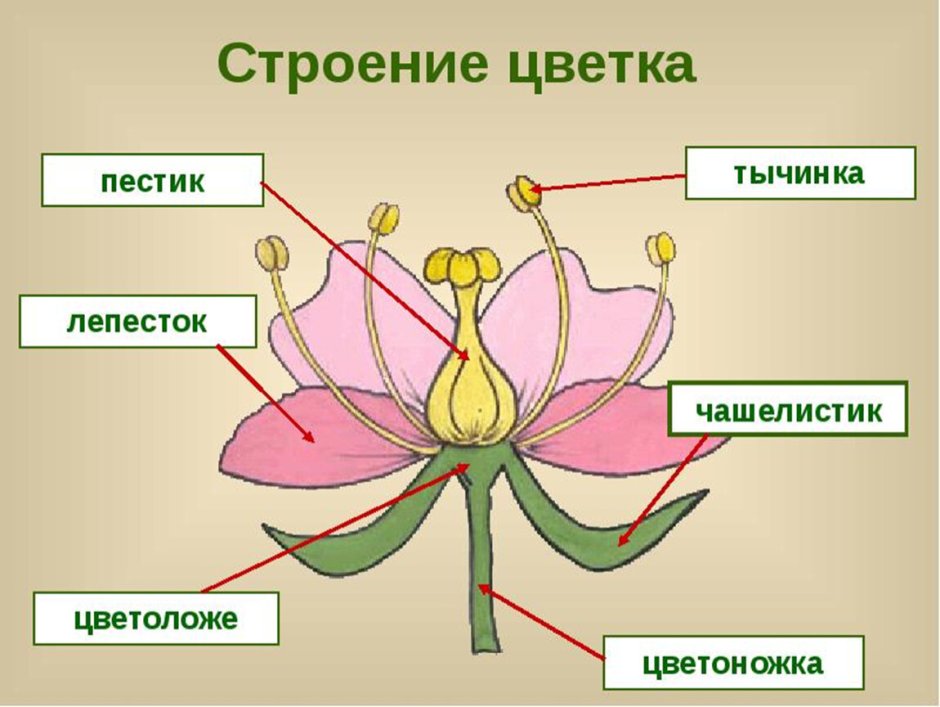 Строение цветка схема 6 класс биология