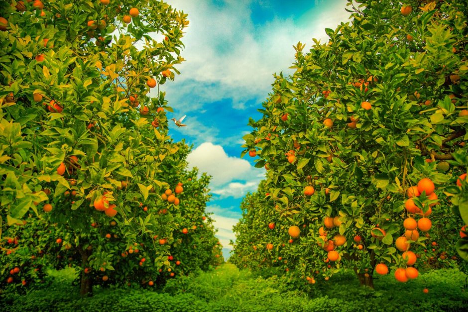 Апельсиновая плантация Сицилия