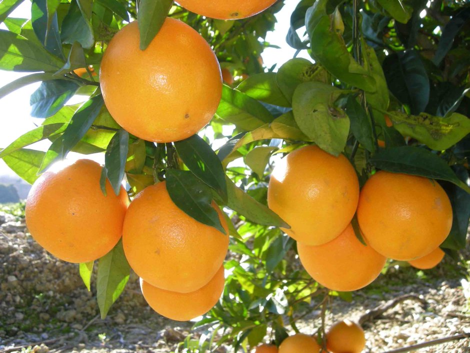 Апельсиновые Рощи в Испании