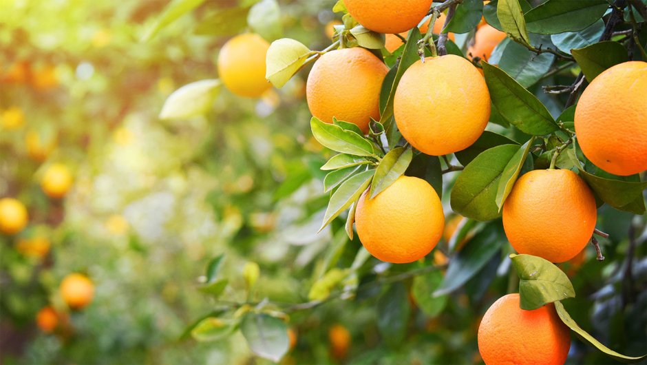 Апельсиновое дерево на оранжевом
