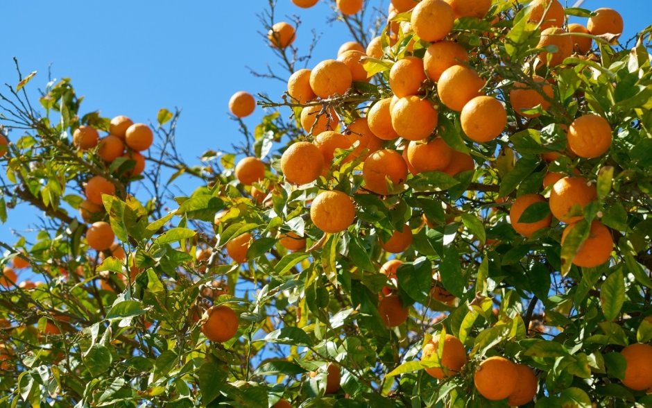 Сицилия апельсиновые сады