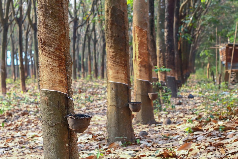 Плантации каучуконосов в Сингапуре