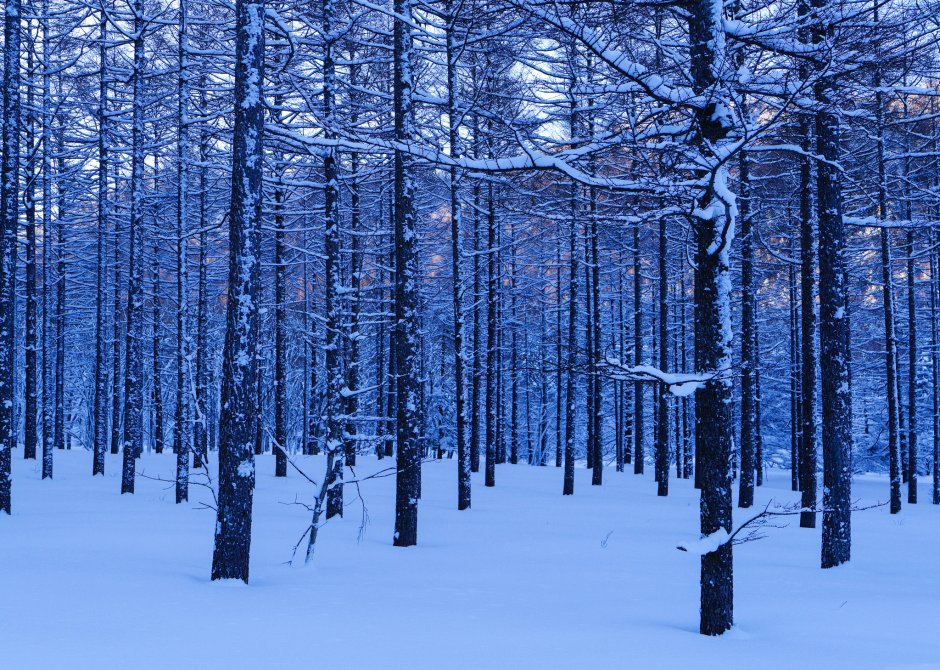 Футаж зимний лес
