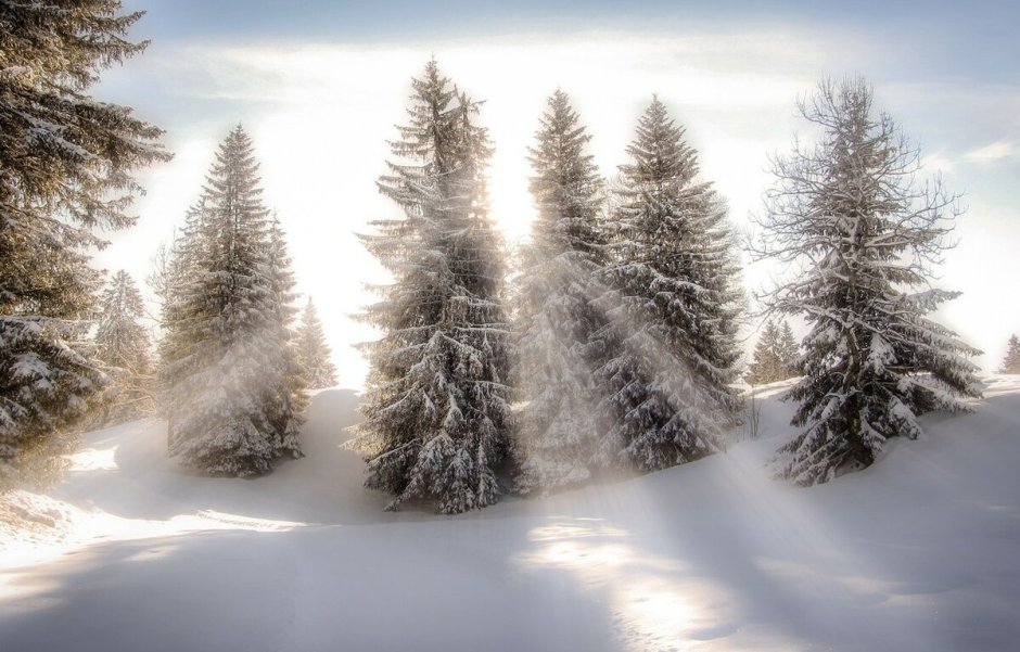 Светлый сказочный зимний лес