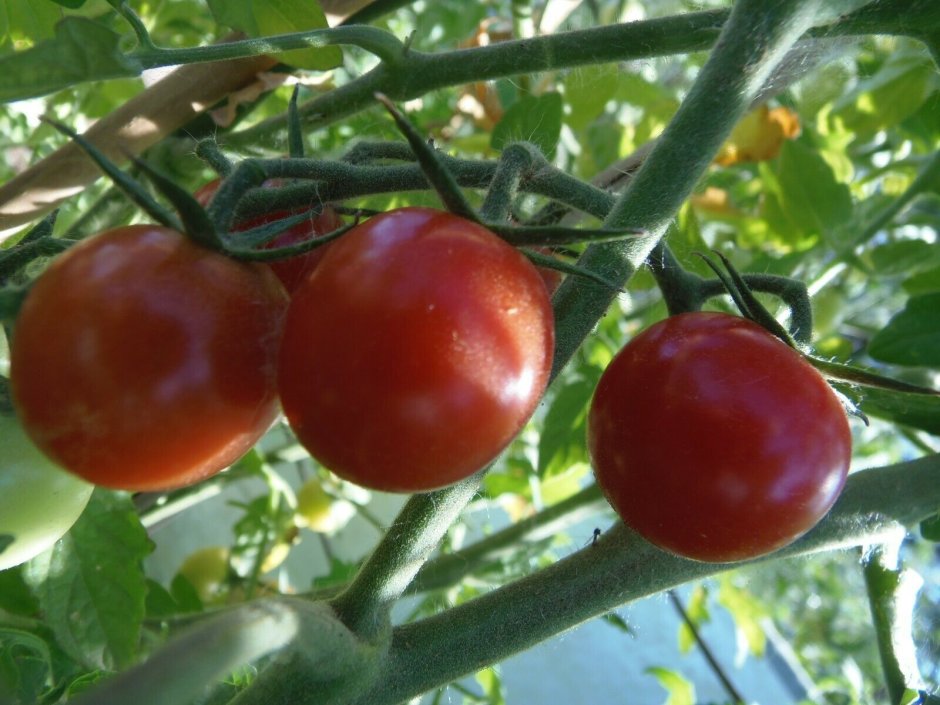 Аксиани томат черри