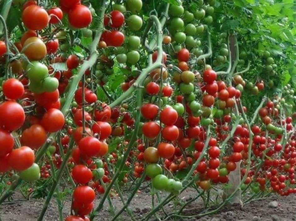Карнабель томат