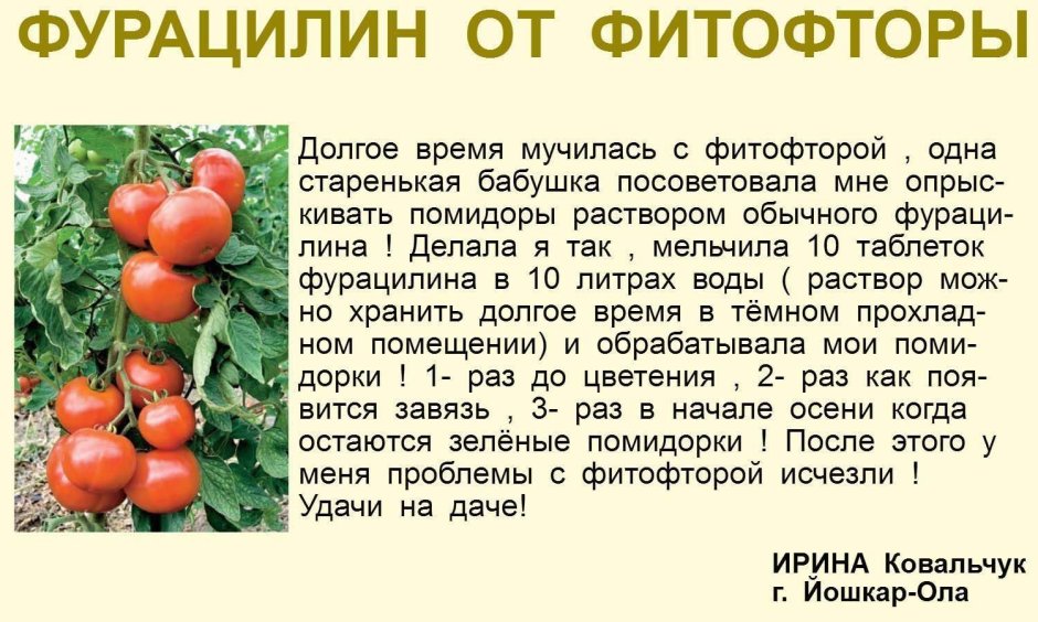 Фитофтора на помидорах йод