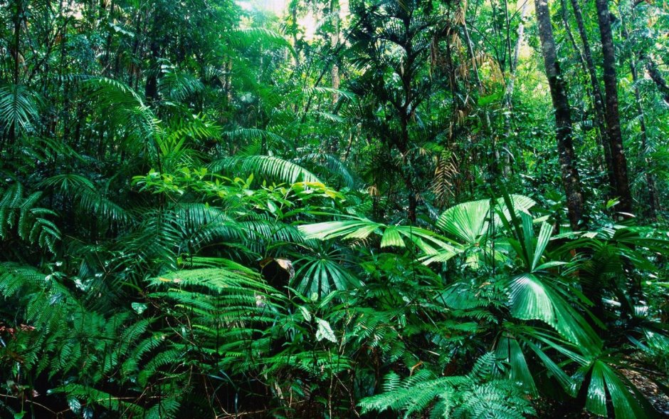 Вечнозеленый тропический лес Флора