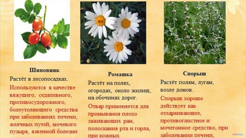 Полезные растения Краснодарского края