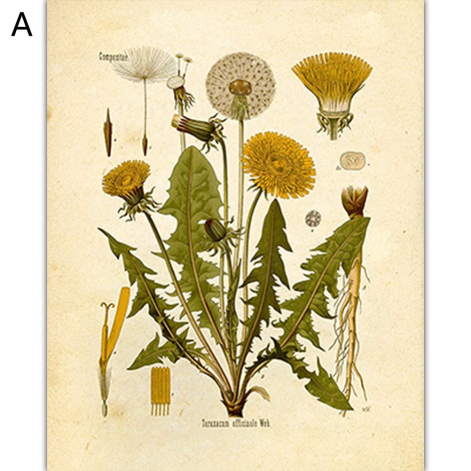 Одуванчик лекарственный Ботаническая иллюстрация