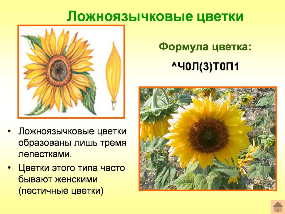 Формула цветка подсолнечника