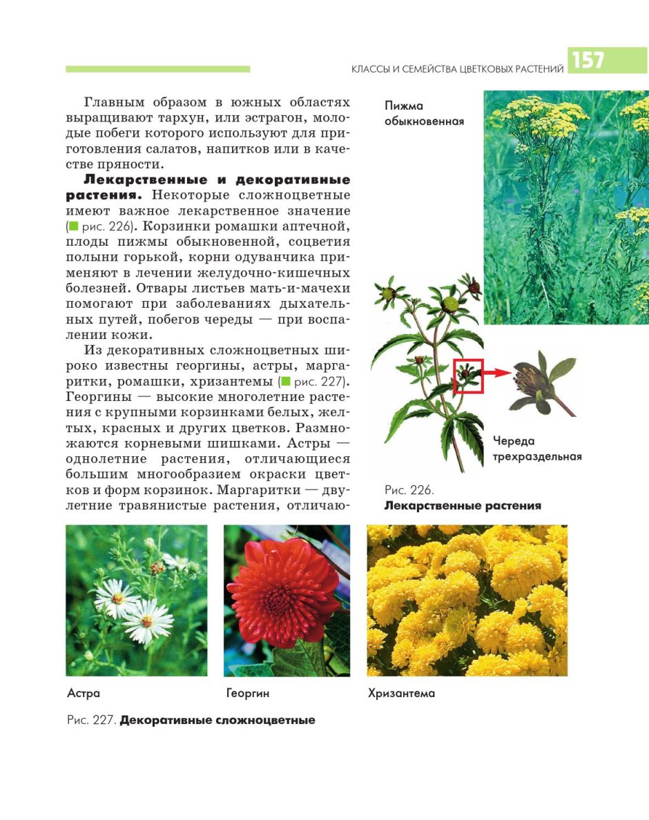 Лекарственные растения семейства сложноцветных