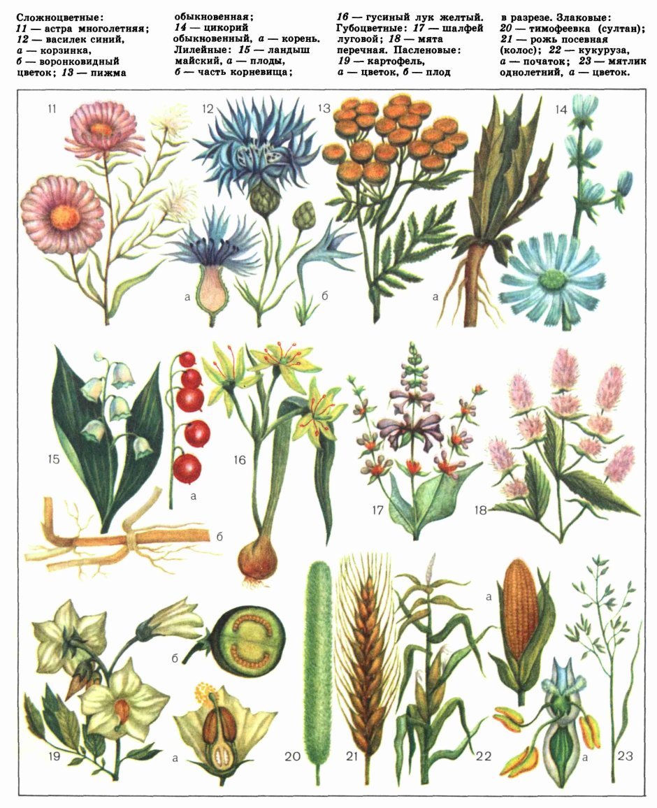 Растений семейство Сложноцветные гербарий