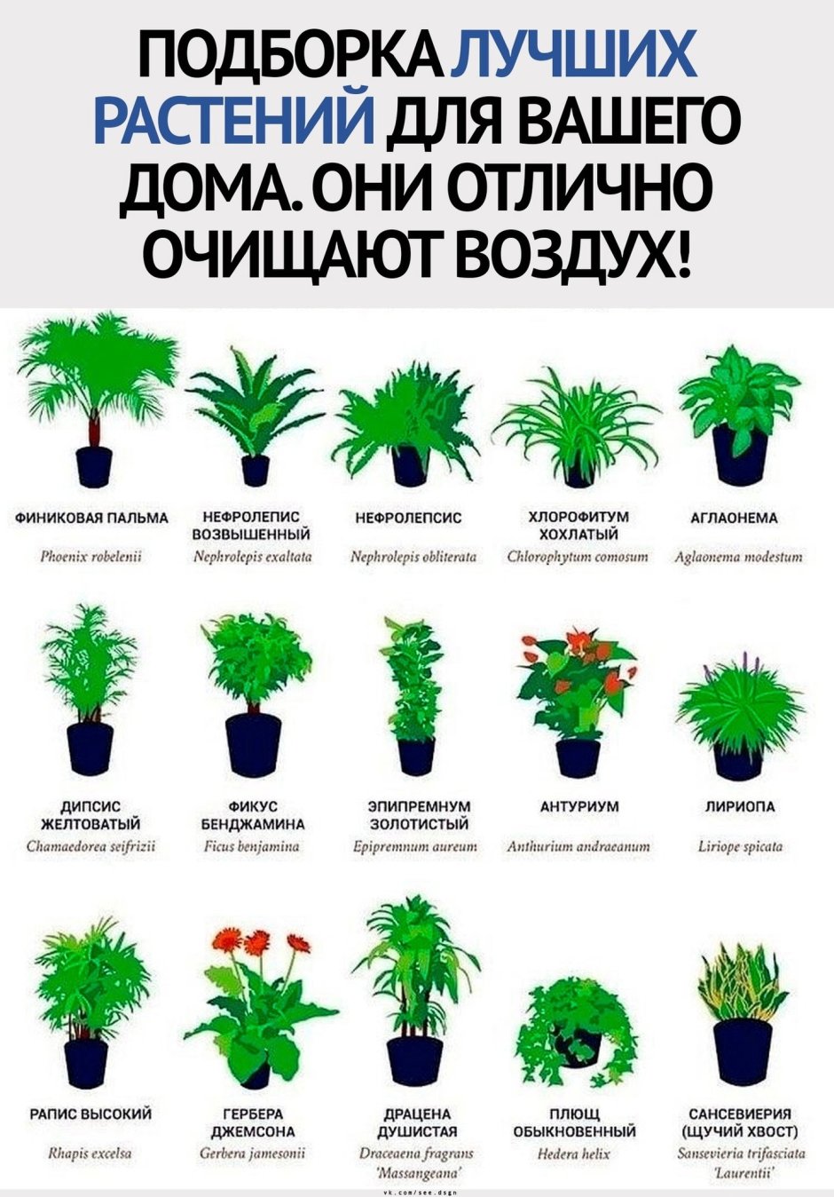 Аллергичные комнатные растения