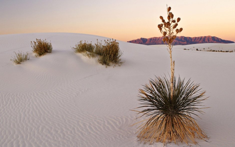 Картина пустынные растения
