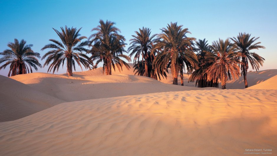 Финиковая Пальма в пустыне