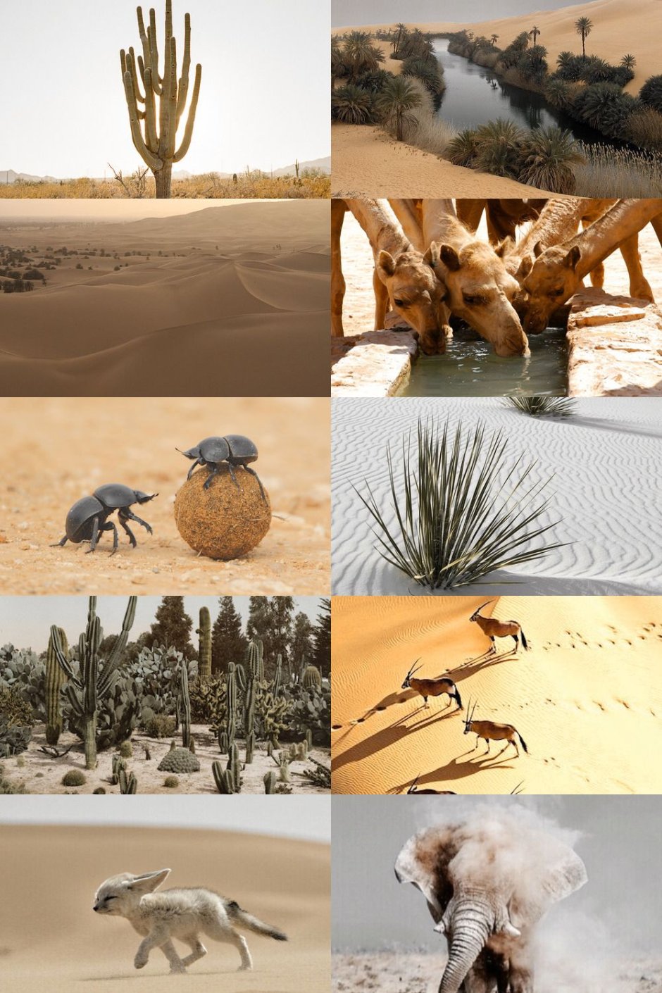 Тропические пустыни и полупустыни растения и животные