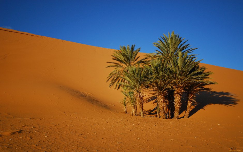 Финиковая Пальма в пустыне Африки