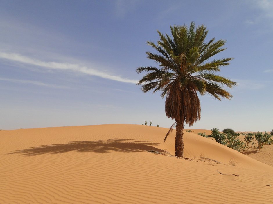 Финиковая Пальма пустыни Африки
