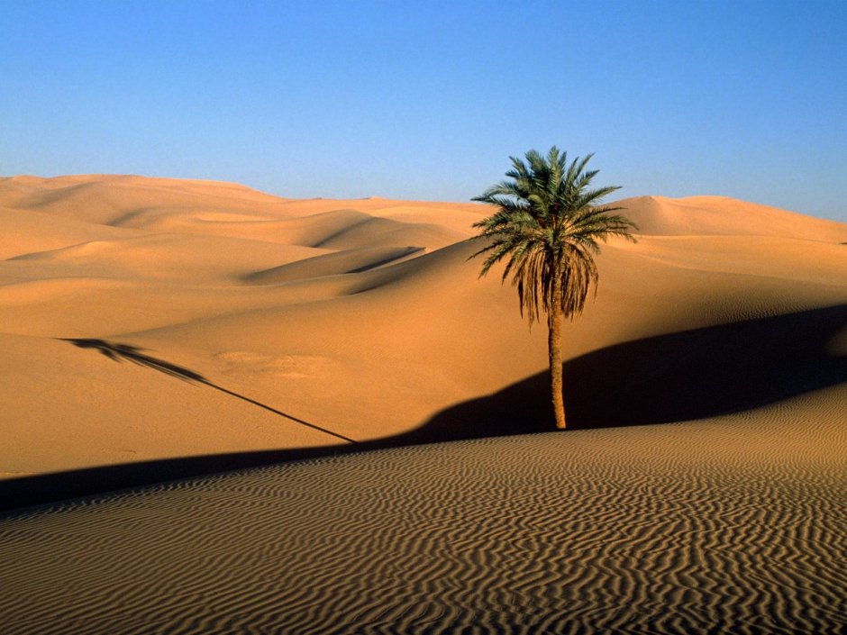 Пустыня пальмы Оазис