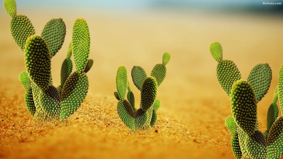Цветок пустыни Кактус