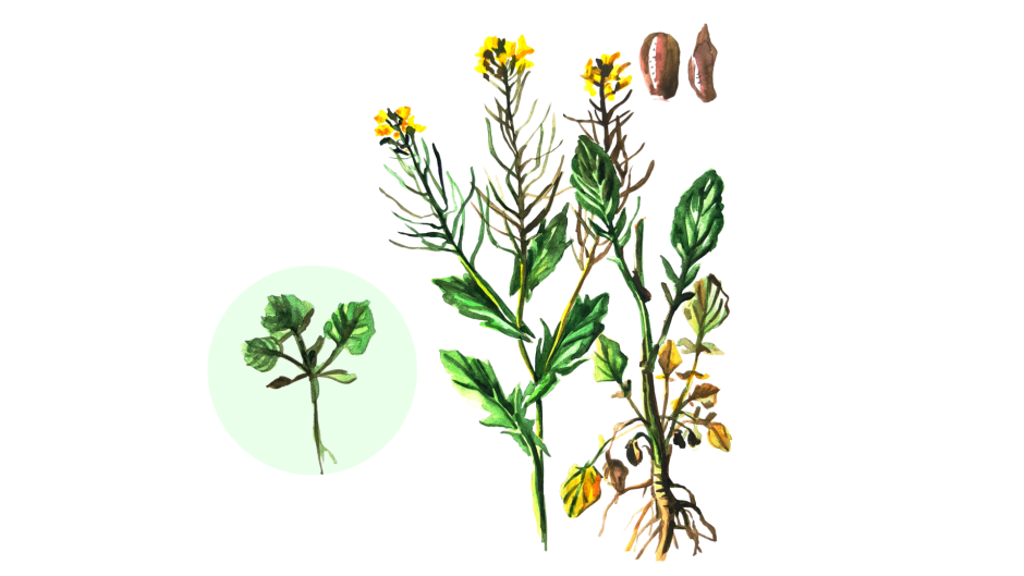 Крестоцветные растения характеристика