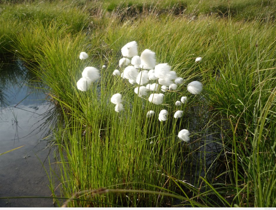 Травянистое растение растущее на болотах