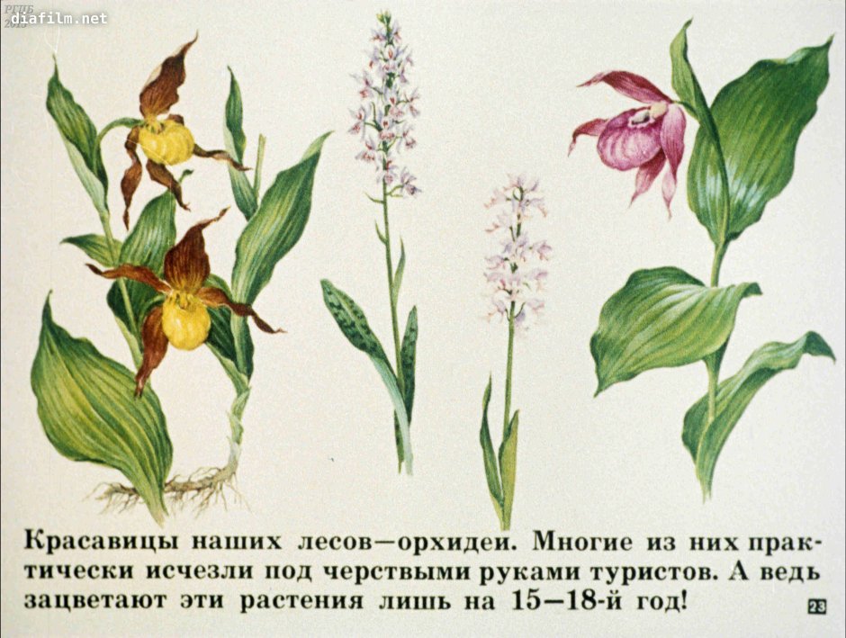 Красная книга Омской области растения