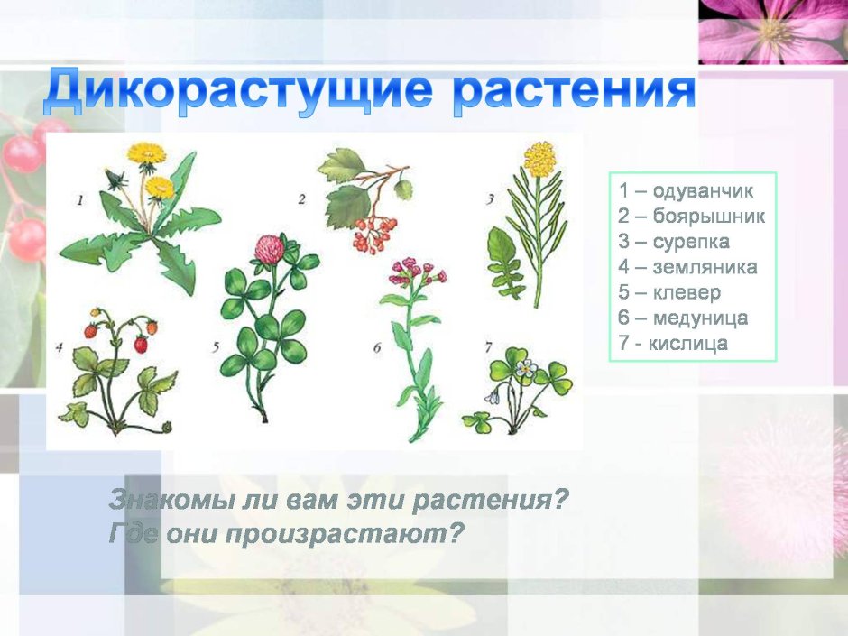 Съедобные растения Воронежской области