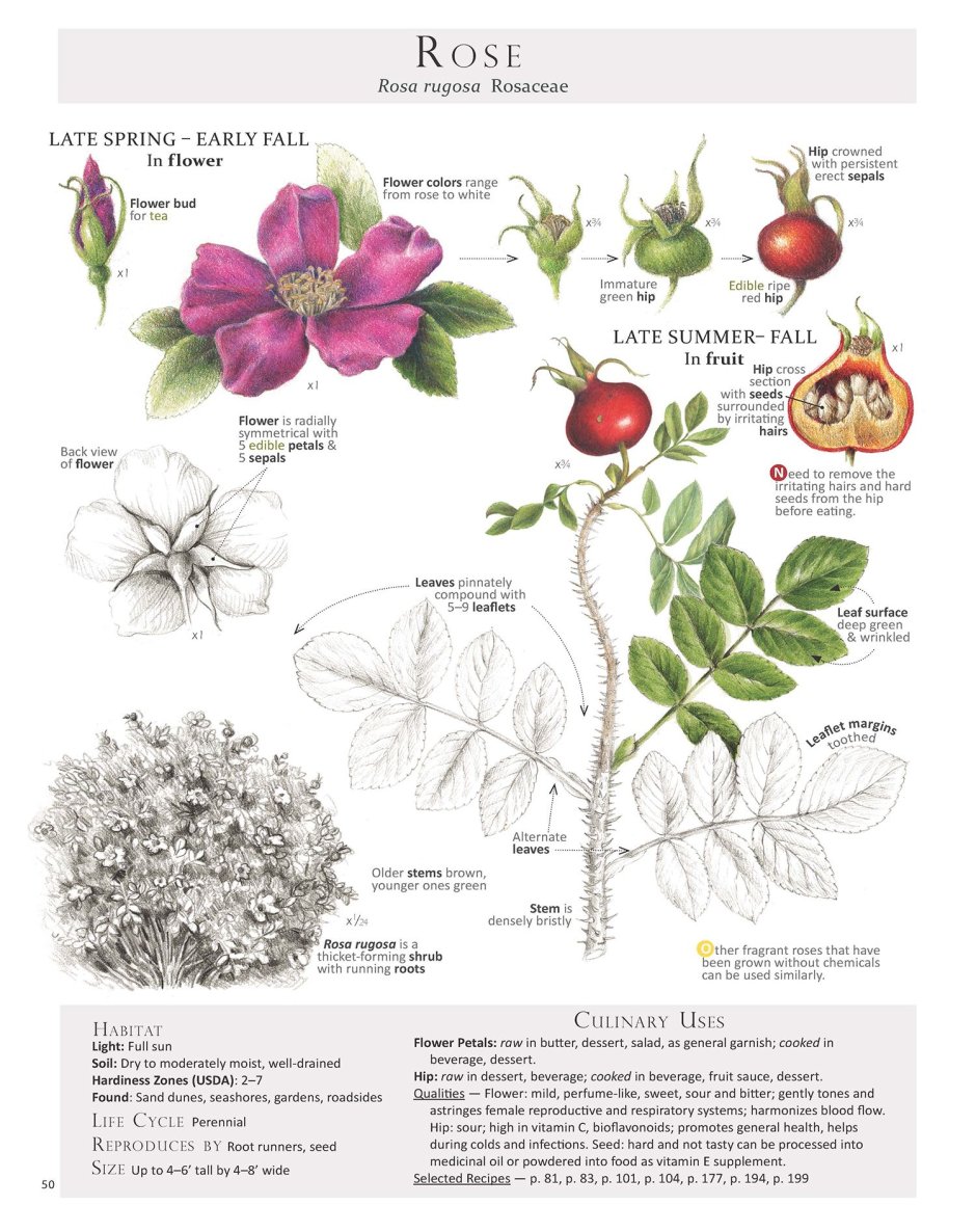 Растения Удмуртии с названиями