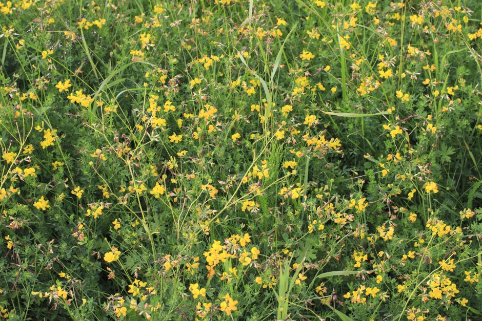 Сорная трава с желтыми цветками