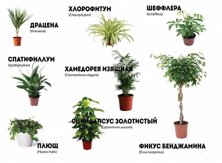 Комнатные растения каталог с фотографиями