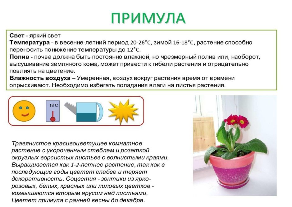 Паспорт комнатных растений в детском саду глоксиния