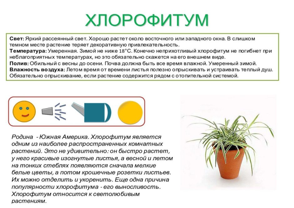 Хлорофитум паспорт растения для детского сада
