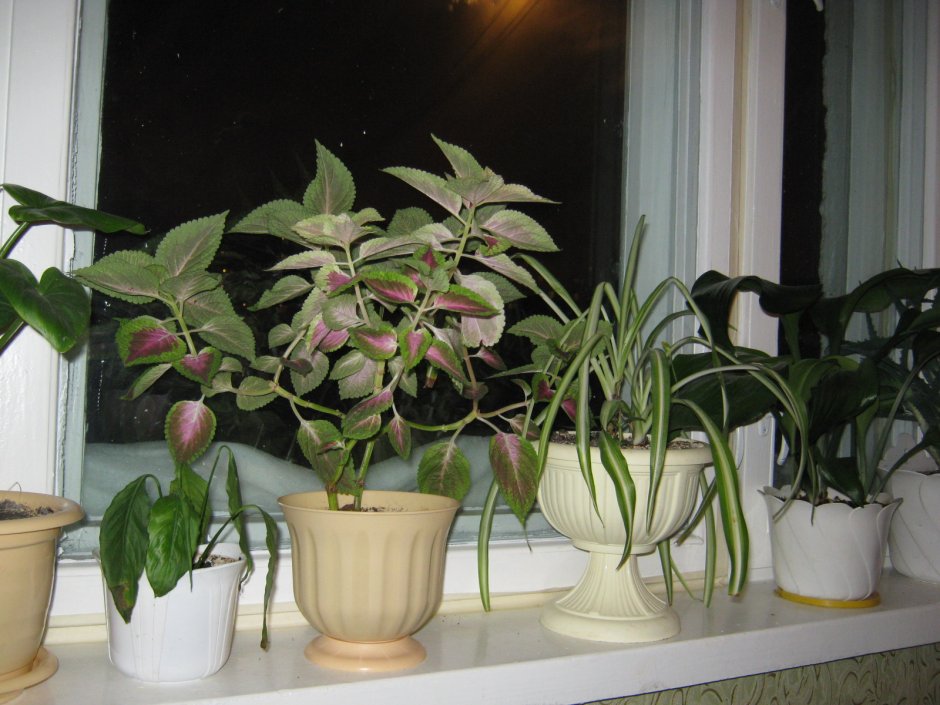 Много комнатных растений