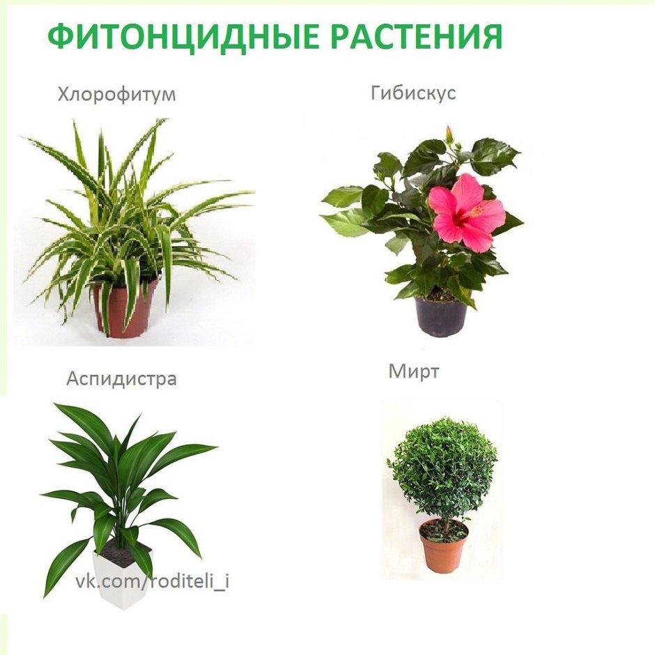 Комнатные растения каталог с фотографиями и названиями