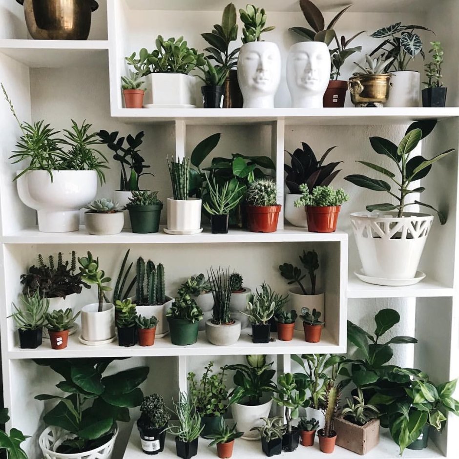 Горшечная группа комнатных растений