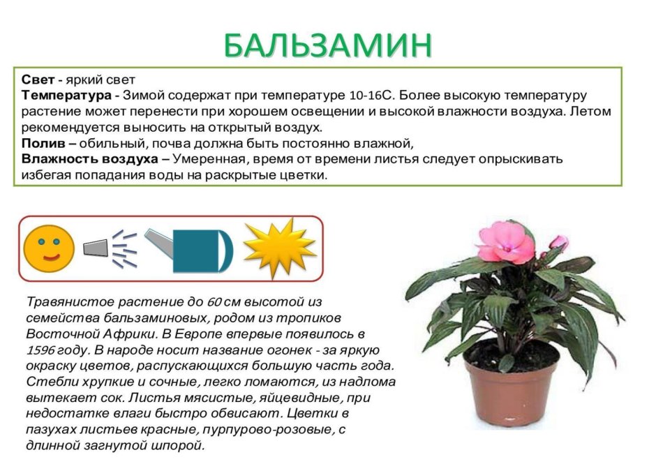 Паспорт растения бальзамин