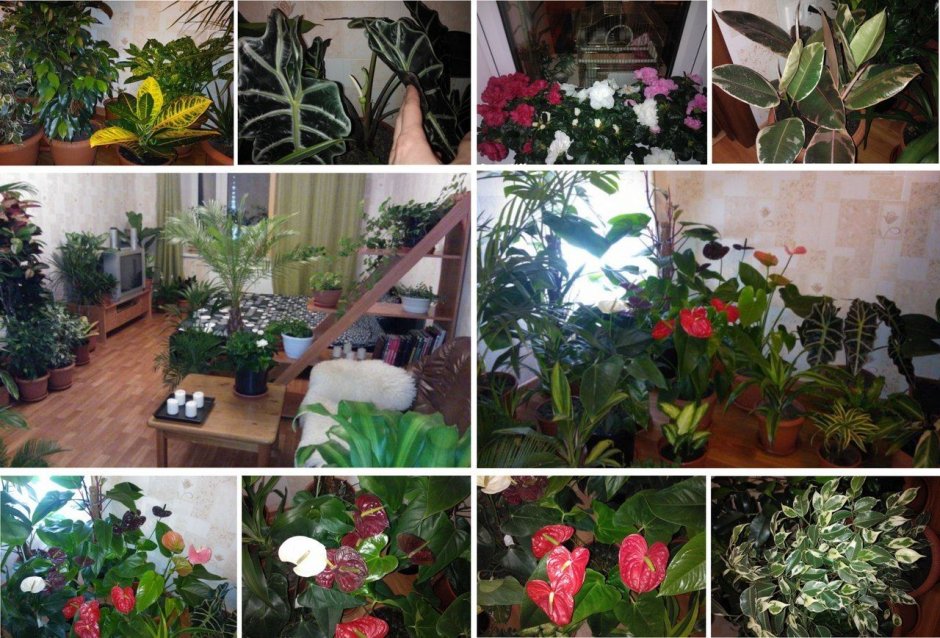 Популярные комнатные растения коллаж