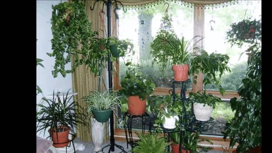 Комнатные растения в Советском интерьере