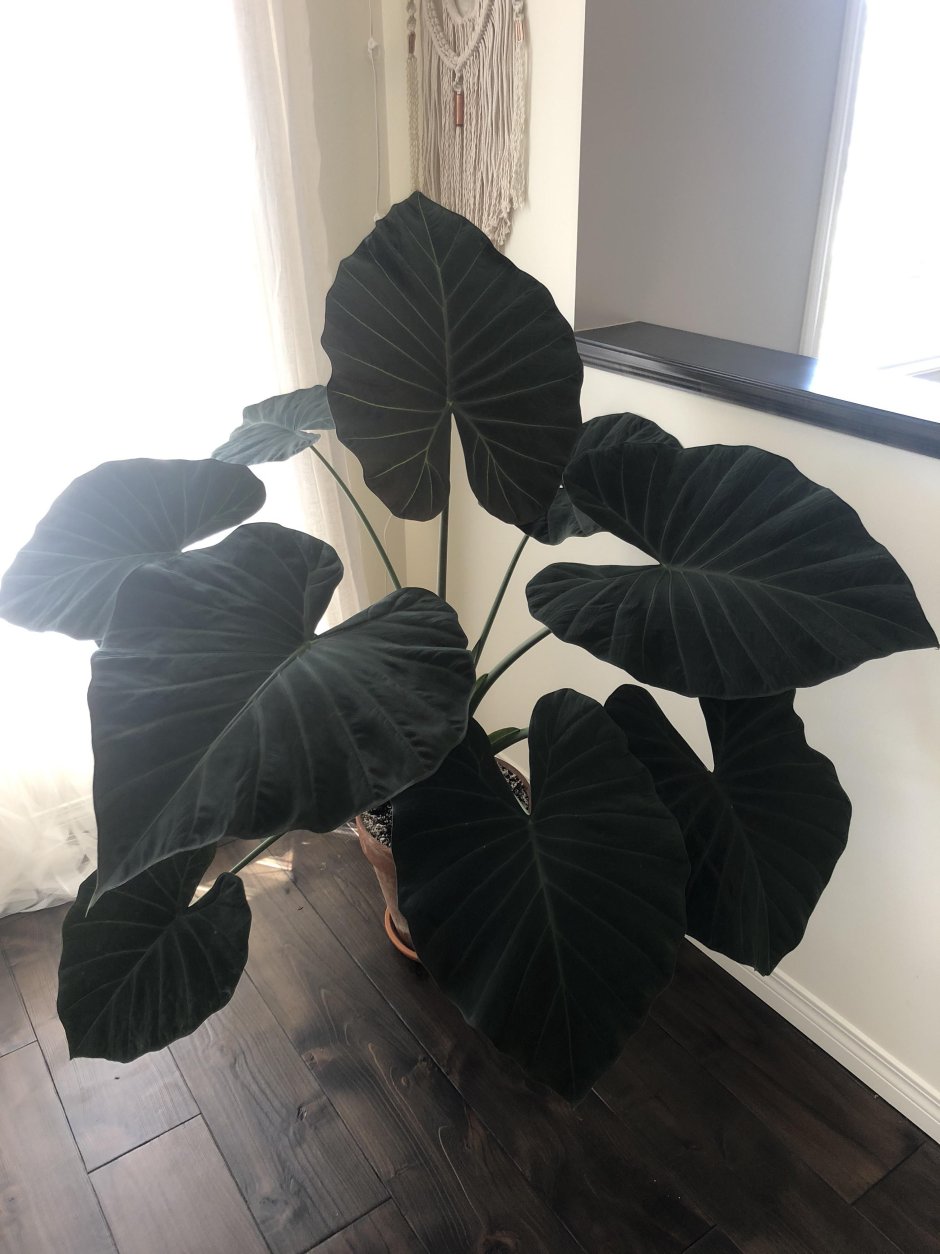Черные комнатные растения