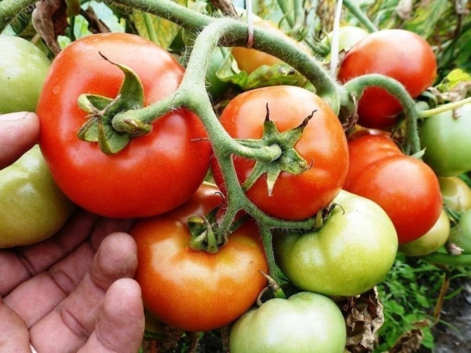 Бухаровец томат