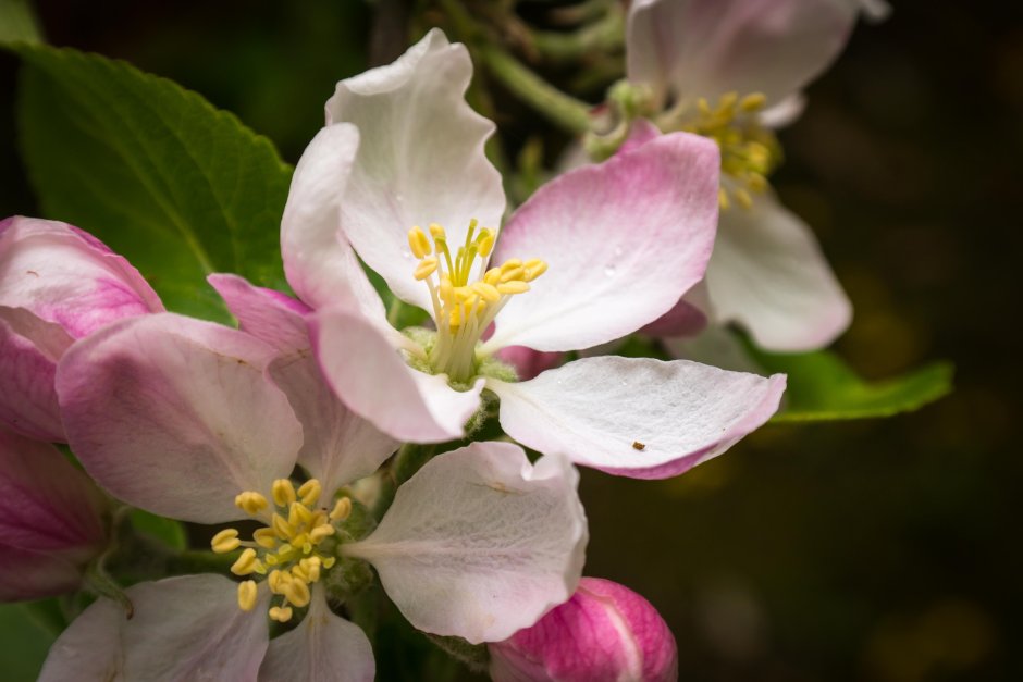Яблоневый цвет (Apple Blossom)