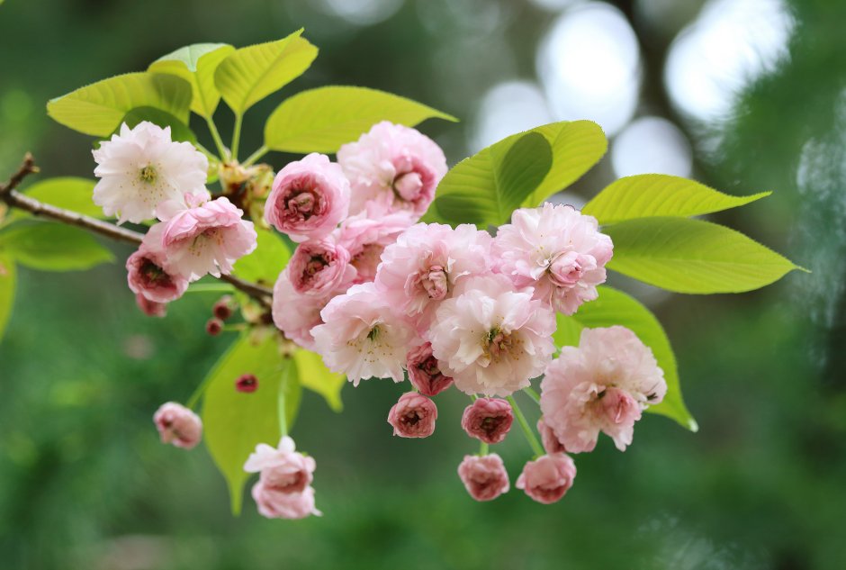 Дерево цветущее Сакура яблоня